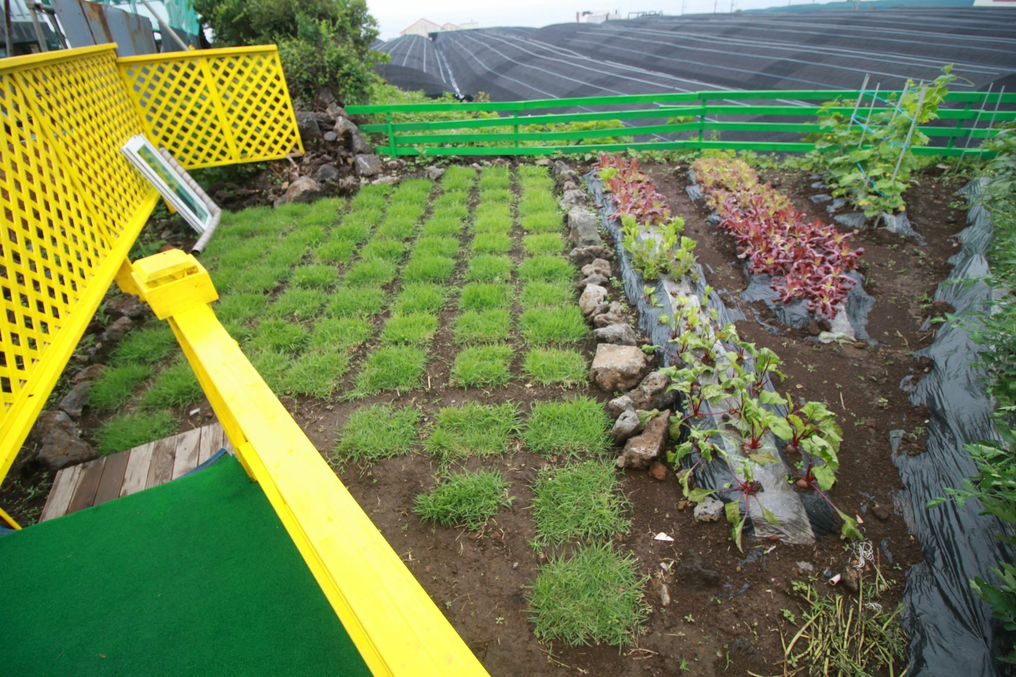 Jeju Sunflower Pension Seogwipo Zewnętrze zdjęcie